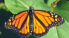 Timeline: End of School Countdown