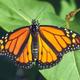 Monarch butterfly2w