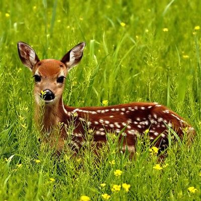 Timeline: Wisconsin Conservation Congress Deer & Elk Advisory Committee Meetings