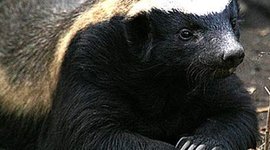 Timeline: Wild Magic