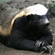 Honey badger