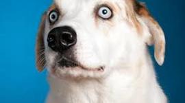 Timeline: 20 important events of ww1