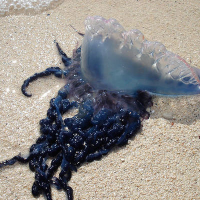 Timeline: Russian Czar