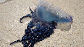 Timeline: Russian Czar