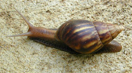 Timeline: giant african snail/christian balsano