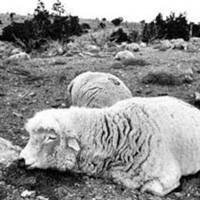 Timeline: Sheepshooters War