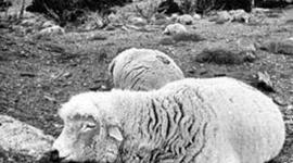 Timeline: Sheepshooters War