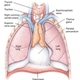 Thymus