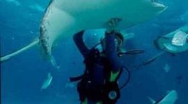 Timeline: History Of Scuba Diving