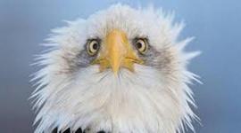 Timeline: Sonnets Throughout History