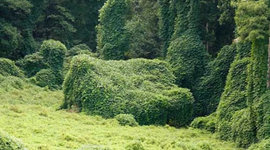 Timeline: kudzu strikes!!!-Brad Peck