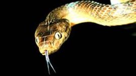 Timeline: Brown tree snake/ jake. C.