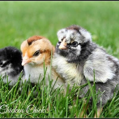 Timeline: Hatching Baby Chicks