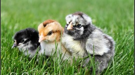 Timeline: Hatching Baby Chicks