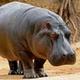 Hippos czkmk