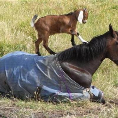 Timeline: Animal psychology