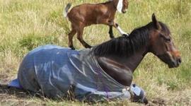 Timeline: Animal psychology