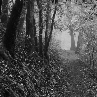 Timeline: What Waits in the Woods By:McKenna Johnson