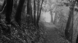 Timeline: What Waits in the Woods By:McKenna Johnson