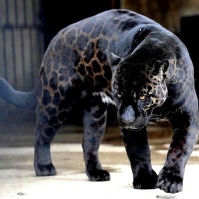 Timeline: The Evolution of Jaggers Occured in 3million Years