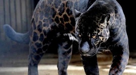 Timeline: The Evolution of Jaggers Occured in 3million Years