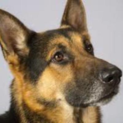 Timeline: The Evolution of German Shepherds (Canis Lupus Familiaris)