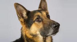Timeline: The Evolution of German Shepherds (Canis Lupus Familiaris)