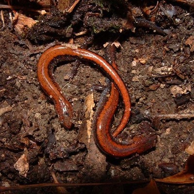 Timeline: Evolution of the red backed salamander