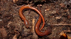 Timeline: Evolution of the red backed salamander