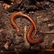 Red backed salamanderm1