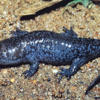 Timeline: Evolution of the Salamurtle