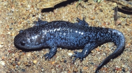 Timeline: Evolution of the Salamurtle