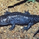 Molesalamander