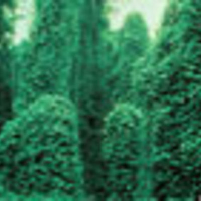 Timeline: Kudzu Takes Over- Ms.Adams