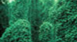 Timeline: Kudzu Takes Over- Ms.Adams