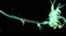 Timeline: The All Mighty Spiny Water Flea