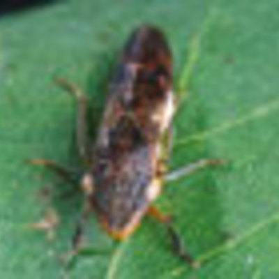 Timeline: Glassy-Winged Sharpshooter- Kyndol Basinger