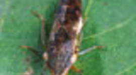 Timeline: Glassy-Winged Sharpshooter- Kyndol Basinger