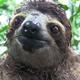Sloth