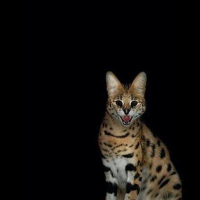 Timeline: Nocturnal Animal Photography