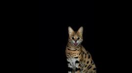 Timeline: Nocturnal Animal Photography