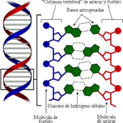 Timeline: HISTORIA DEL ADN