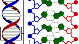 Timeline: HISTORIA DEL ADN