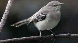 Timeline: To Kill a Mockingbird Theme Timeline