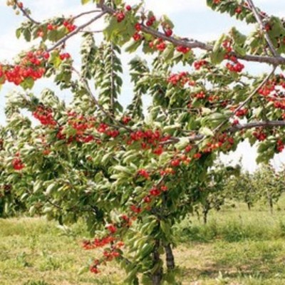 Timeline: ΠΡΟΓΡΑΜΜΑ ΨΕΚΑΣΜΩΝ ΚΕΡΑΣΙΑΣ ΑΝΑΛΟΓΑ ΜΕ ΤΟ ΒΛΑΣΤΙΚΟ ΣΤΆΔΙΟ