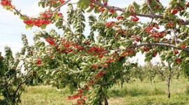 Timeline: ΠΡΟΓΡΑΜΜΑ ΨΕΚΑΣΜΩΝ ΚΕΡΑΣΙΑΣ ΑΝΑΛΟΓΑ ΜΕ ΤΟ ΒΛΑΣΤΙΚΟ ΣΤΆΔΙΟ