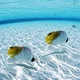 Desktop fish background hd dowload