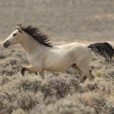 Timeline: European Nations Settle in North Amurica