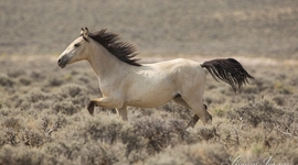 Timeline: European Nations Settle in North Amurica