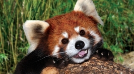 Timeline: Amelia Earhart